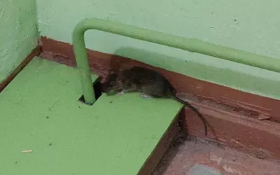 Уничтожение мышей в подъезде жилого дома дома в Архангельском